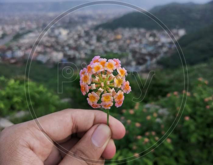 FLOWER IN HAND