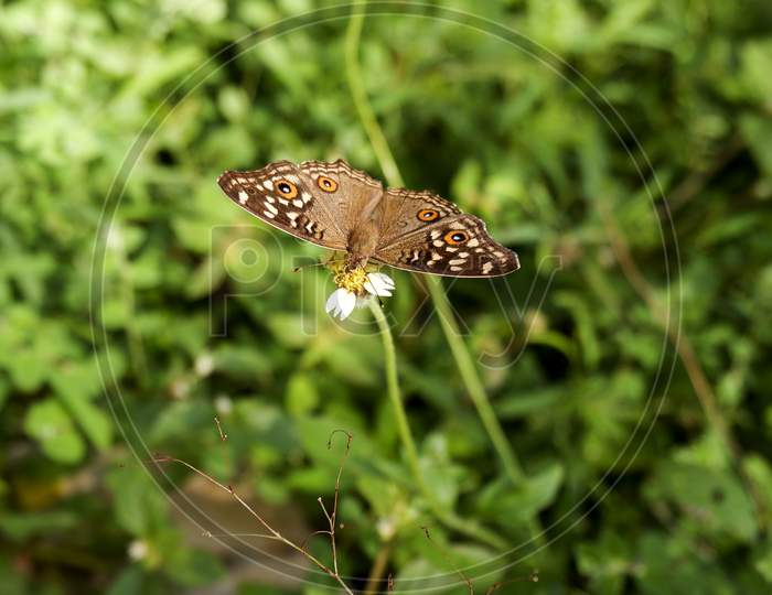 Close Shot Of Butterfly Isolated On Grass Flower In Field