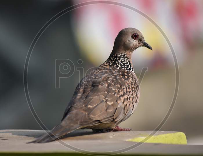 Photography Of Beautiful Indian Mourning Dove (Zenaida Macroura) Sitting On Roof Top Of A House In Town. Carolina Pigeon In Natural Habitat In The Forest On Blur, Bright Light Environment Background.