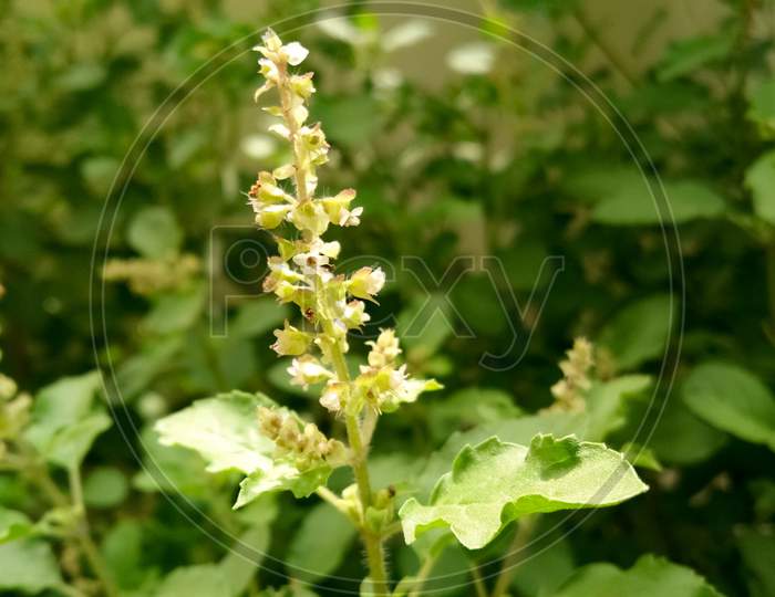 Close up photograph of tulsi plant