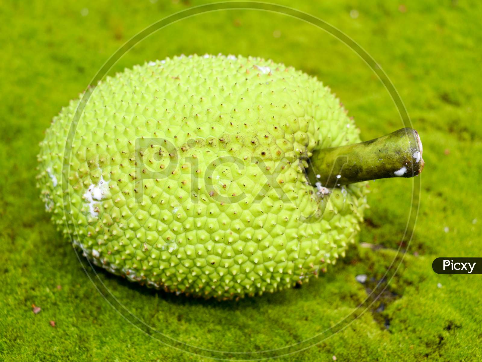 Raw Breadfruit (Artocarpus Altilis) Kept In Green Moss Background, Selective Focus