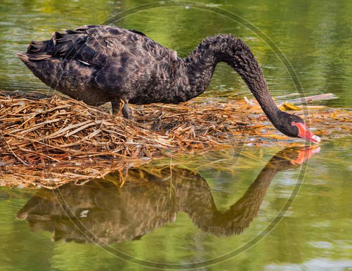 Black Swan On A Small Grass Island In The Pond Of Water