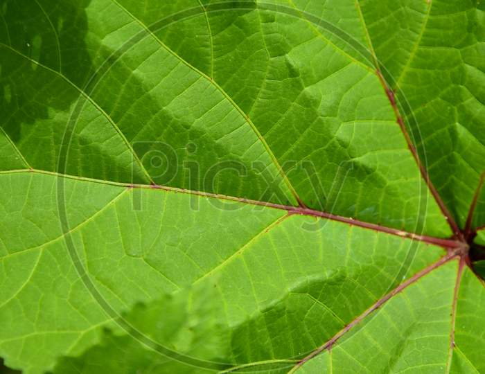 Green Leaf Close Up Macro Background