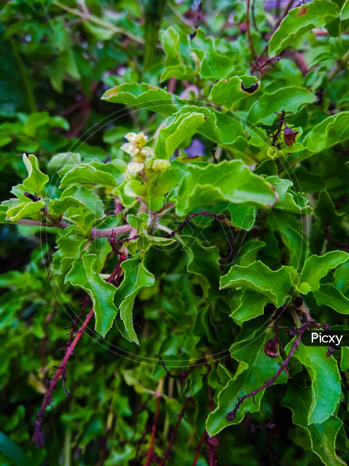 Tulsi also known as holy basil is a medicinal herb used in Ayurveda