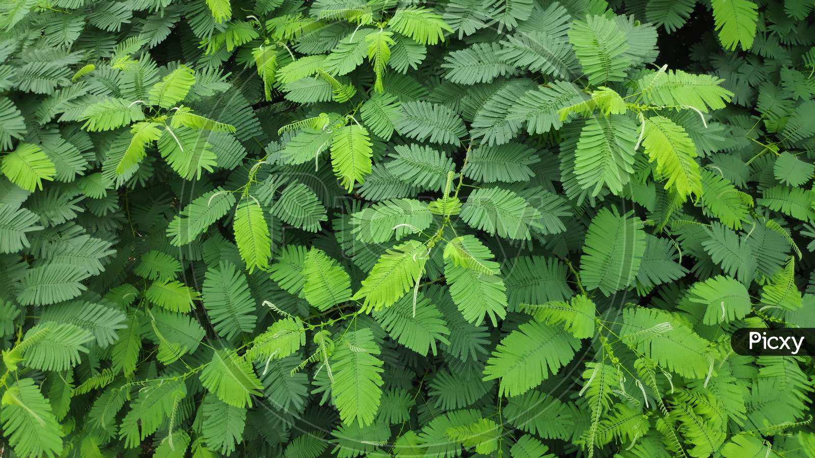 Royal Poiniciea or Delonix Regia Leaves in calm state