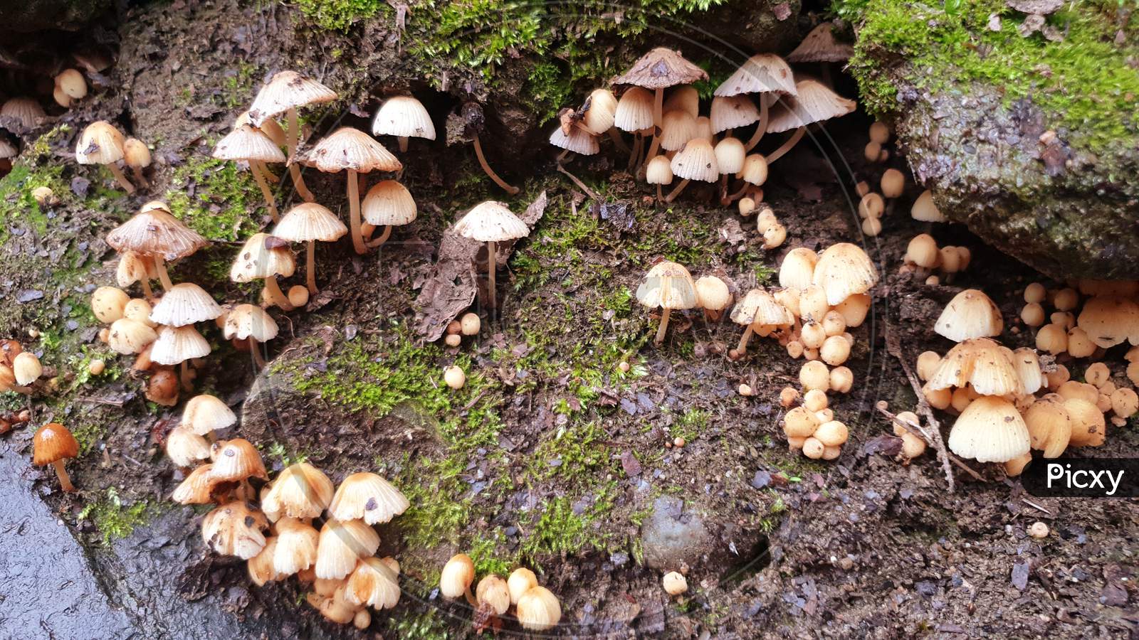 Mushrooms Get Disgusting Way Before They Sprout Other Fungi. Interested In Growing Fungi. Fungiculture Is The Cultivation Of Mushrooms And Other Fungi Fresh, Grown Mushrooms Are Delicious Fun To Grow