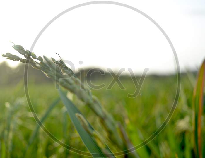 Rice Grains With Stalks In The Morning