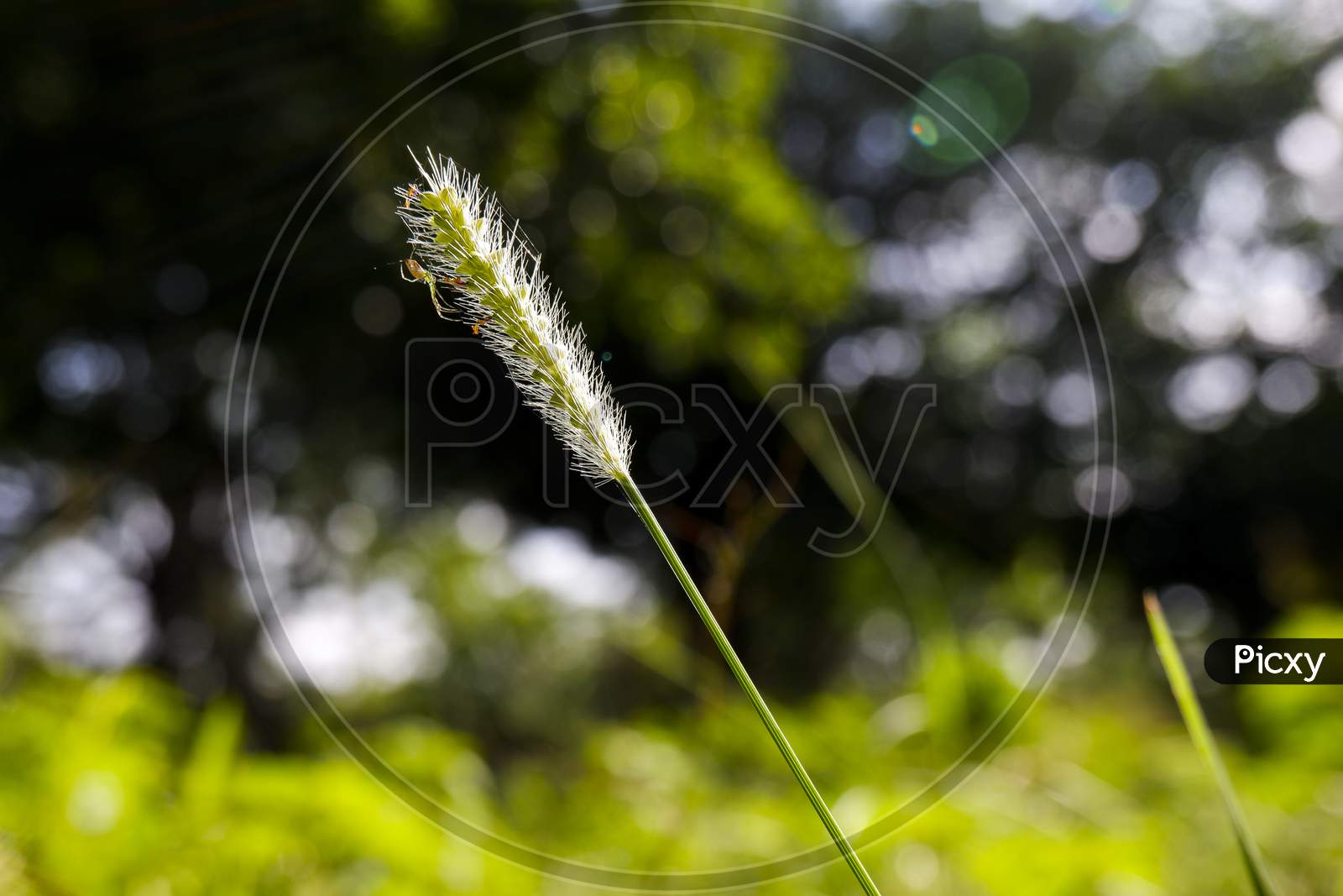 Close Shot Of Foxtail Wild Grass With Spider Isolated In Garden