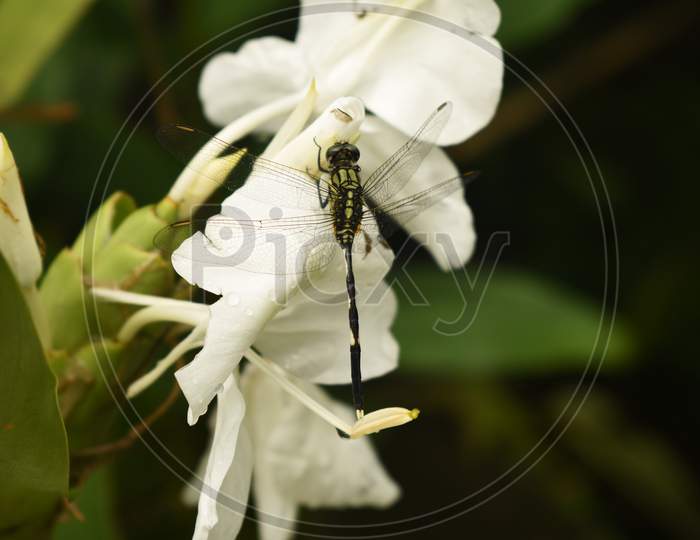 Close Up Macro Wildlife Photography Of Beautiful Dragonfly (Suborder Anisoptera) In Garden On Blur Nature Background. Flying Damselfly (Suborder Zygoptera) Collecting Honey At White Flower In Forest.