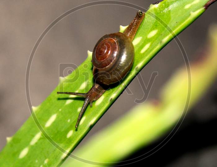 A snail crawling on a leaf