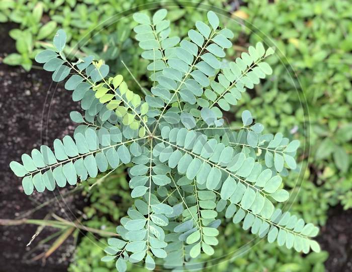 Fern plant. taken Date-10/August/2020.place-Balaghat.