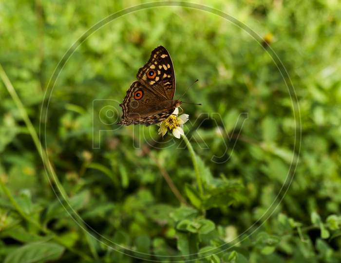 Brown Pattern Butterfly On Wild Grass Flower In Field