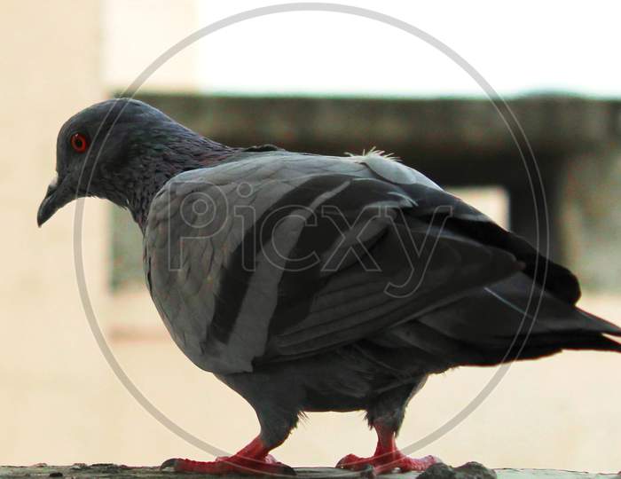 Pigeon sitting on a wall