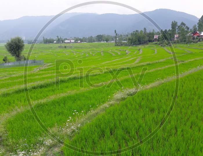 Landscape Green Beauty Paddy Fields,  Nature Landscaping. Plants Green Lands And Crop Fields Looks Beautiful Summer And Spring Time . Greenery, Water, Hills. Sky, Sun And Clouds In Natural Beauty.