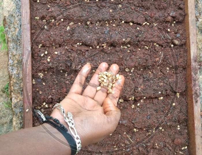 Sawing coriander seeds in the soil