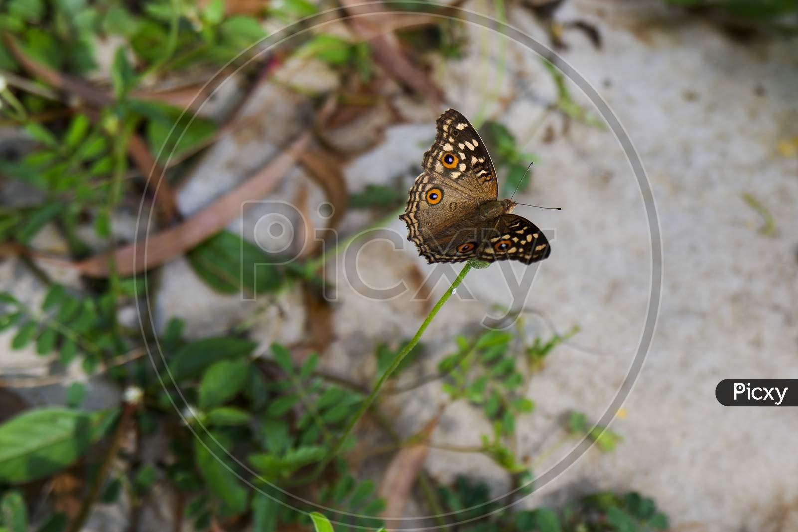 Top View Of Butterfly Isolated On Grass In Garden