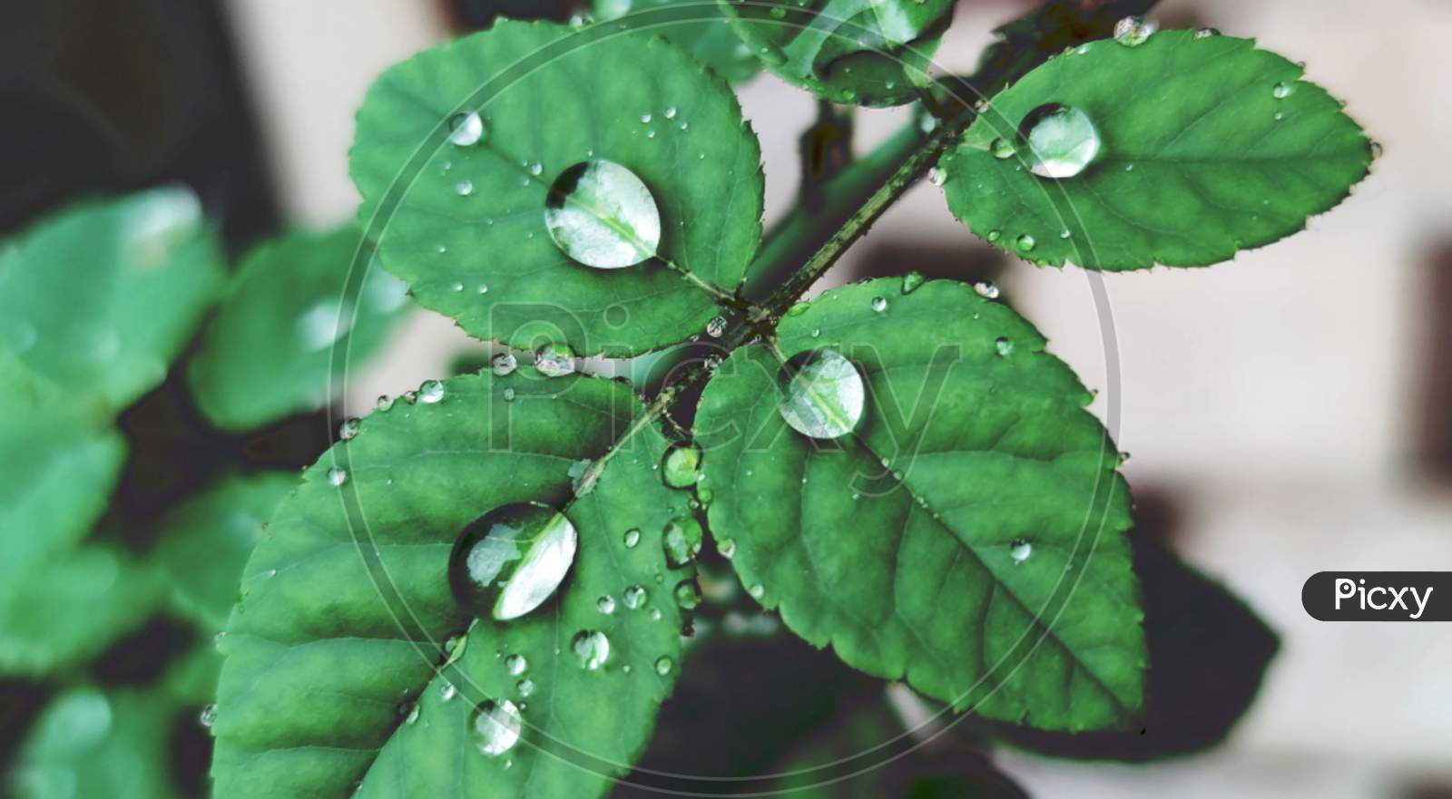Water drops on rose leaves