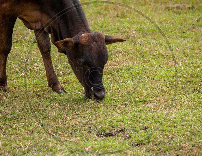 Cow Grazing Along The Grass Area Along Masinagudi, Mudumalai National Park, Tamil Nadu - Karnataka State Border, India.