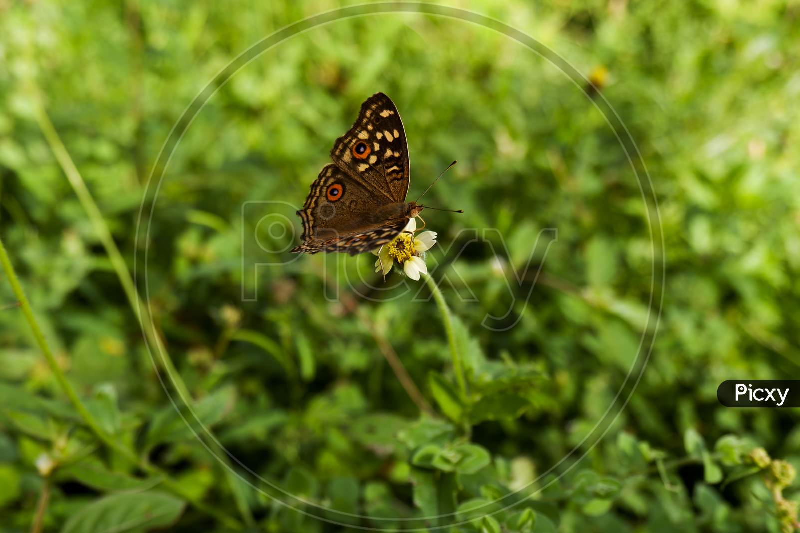 Brown Pattern Butterfly On Wild Grass Flower In Field