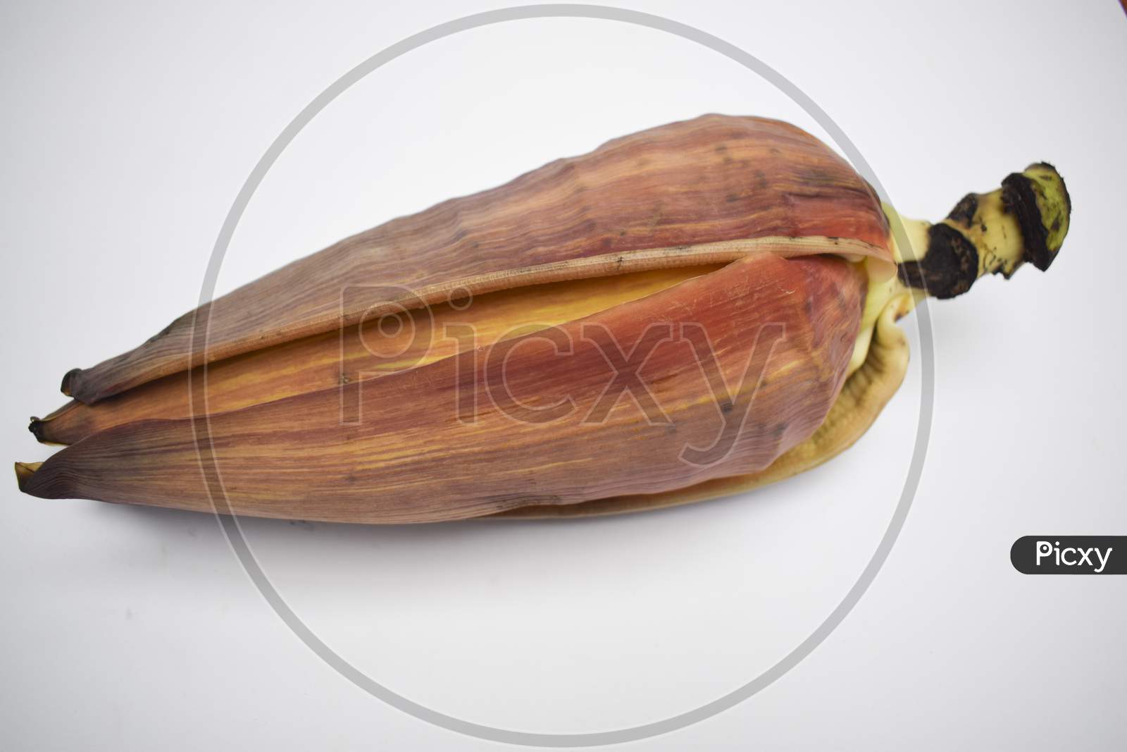 Single Banana Flower Isolated On White Background From Asia