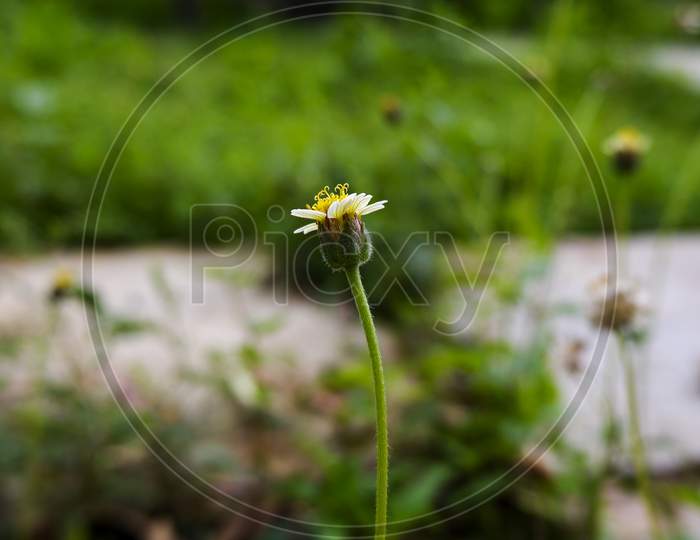 Small Grass Flower Isolated In Green Garden