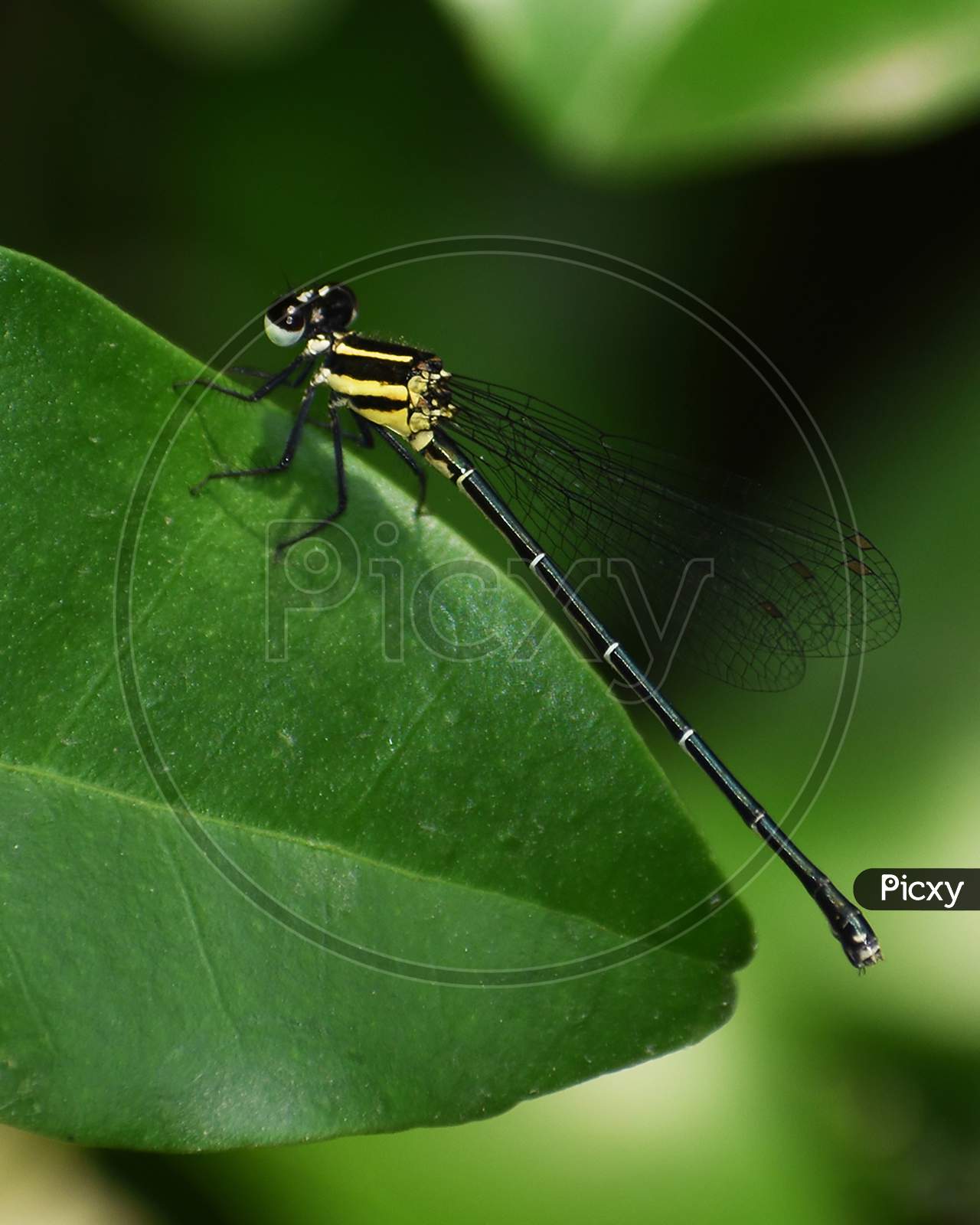 Close Up Macro Wildlife Photography Of Beautiful Dragonfly (Suborder Anisoptera) In Garden On Blur Nature Background. Flying Damselfly (Suborder Zygoptera) Sit On Leaf In Forest. Copy Space For Text.