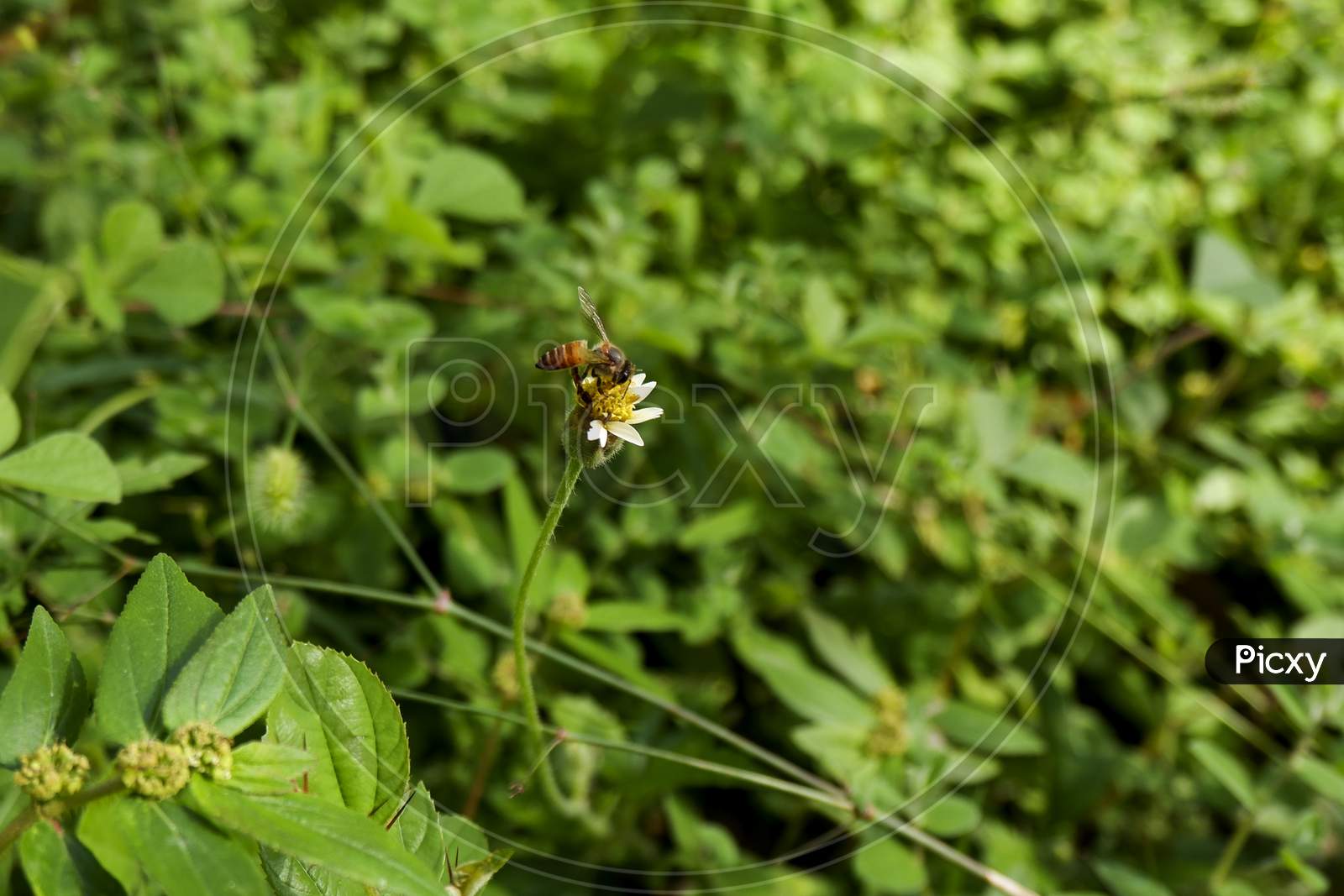 Close Shot Of Honey Bee Isolated On Wild Grass Flower In Park