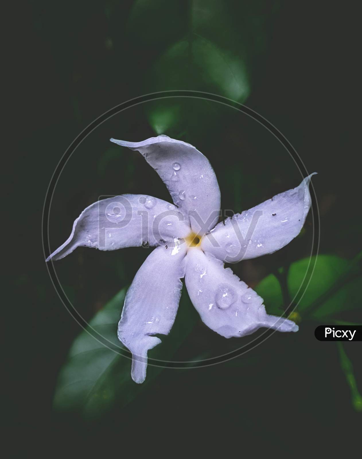 White Jasmin flower with dark gree background