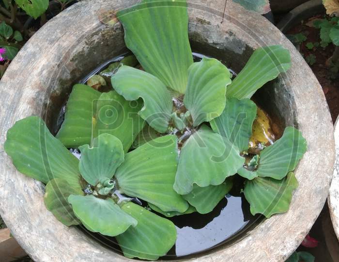 Pistea plants in the water