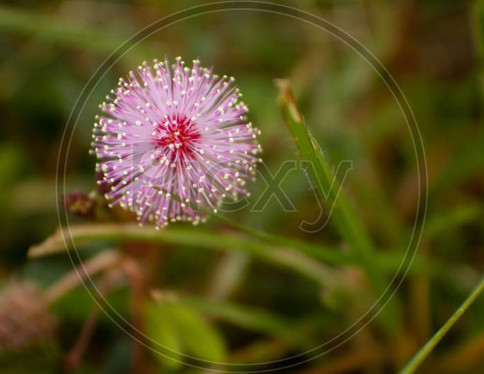Mimosa Pudica Flower From Masinagudi, Mudumalai National Park, Tamil Nadu - Karnataka State Border, India. Touch Me Not Flowering Plant.