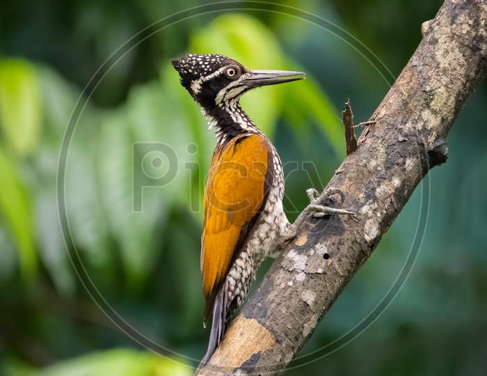 Greater Flameback Woodpecker - Female