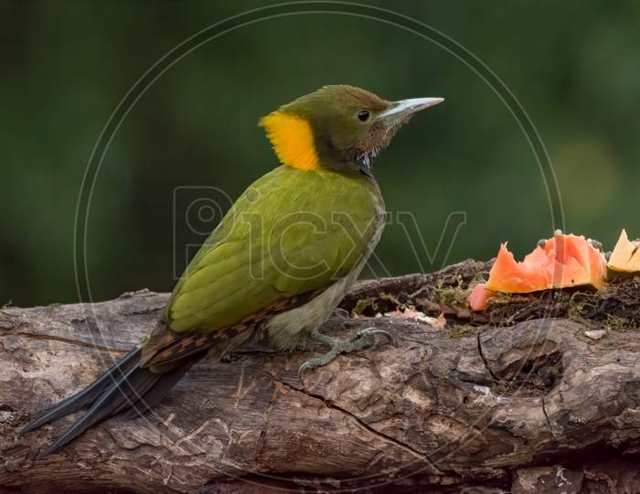 Greater Yellownape Woodpecker