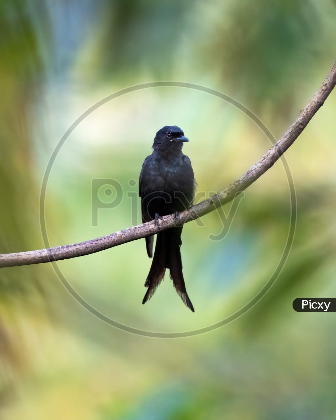 Black Drongo On A Perch