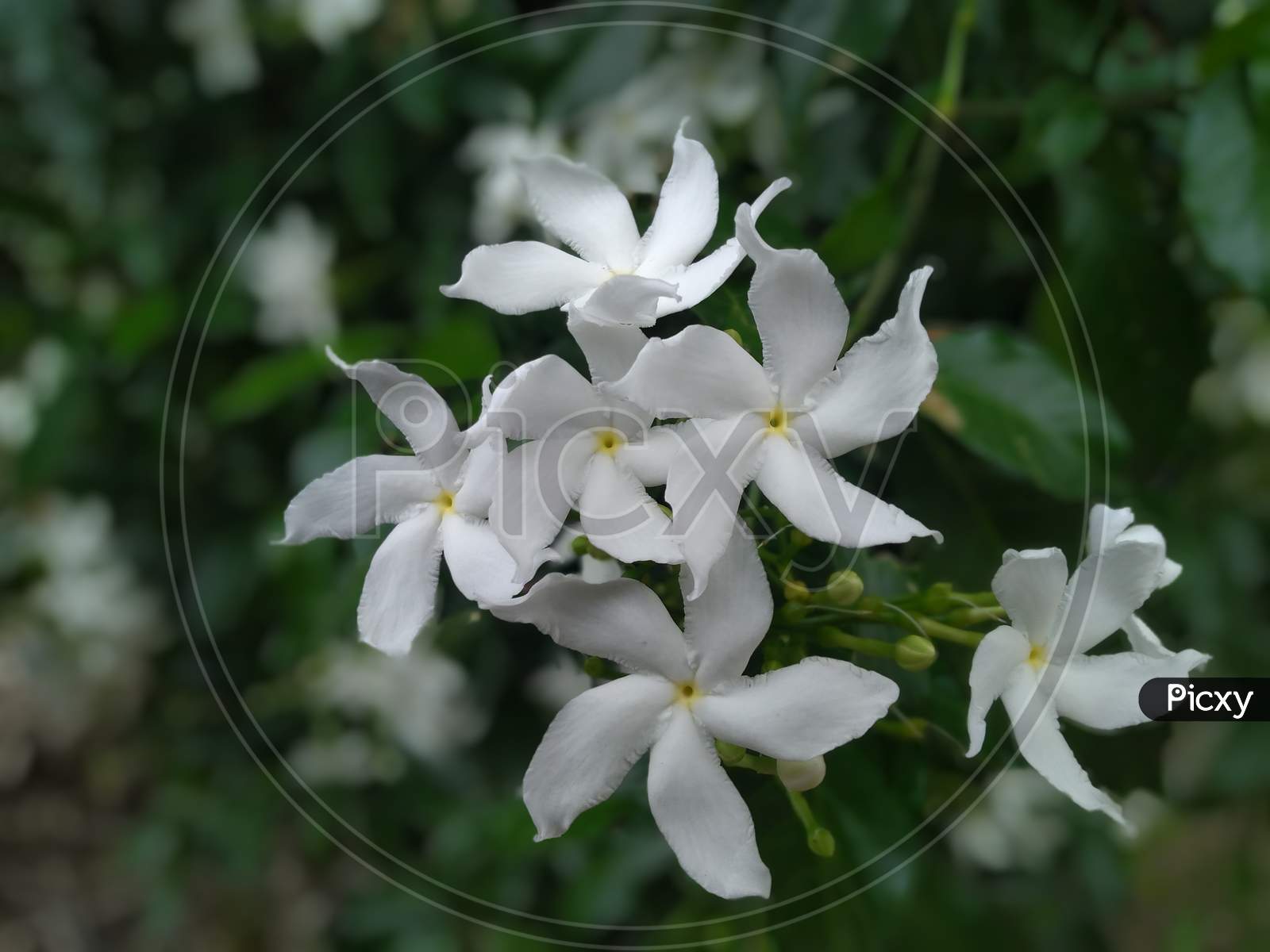 White indian store flowers