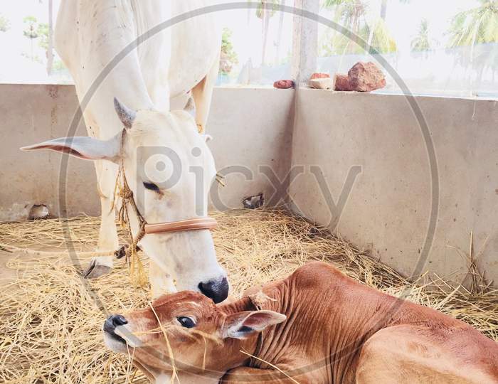 A cow kissing its newborn calf
