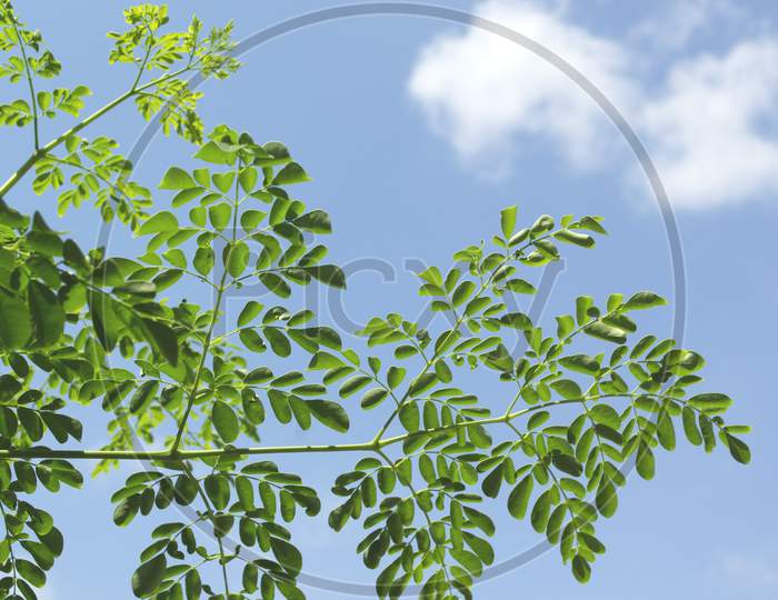 Leaves And Branches Of The Moringa Tree Called Superfood