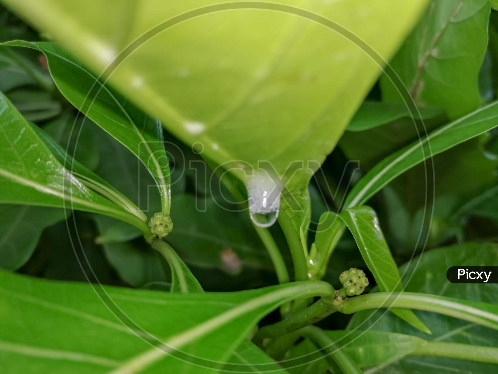 Waterdroplets on leaf