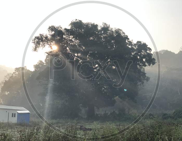 A sunrise with sun rays penetrating from the tree with sun behind