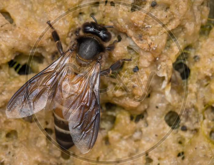 Indian Rock Honeybee Licking Salts And Minerals