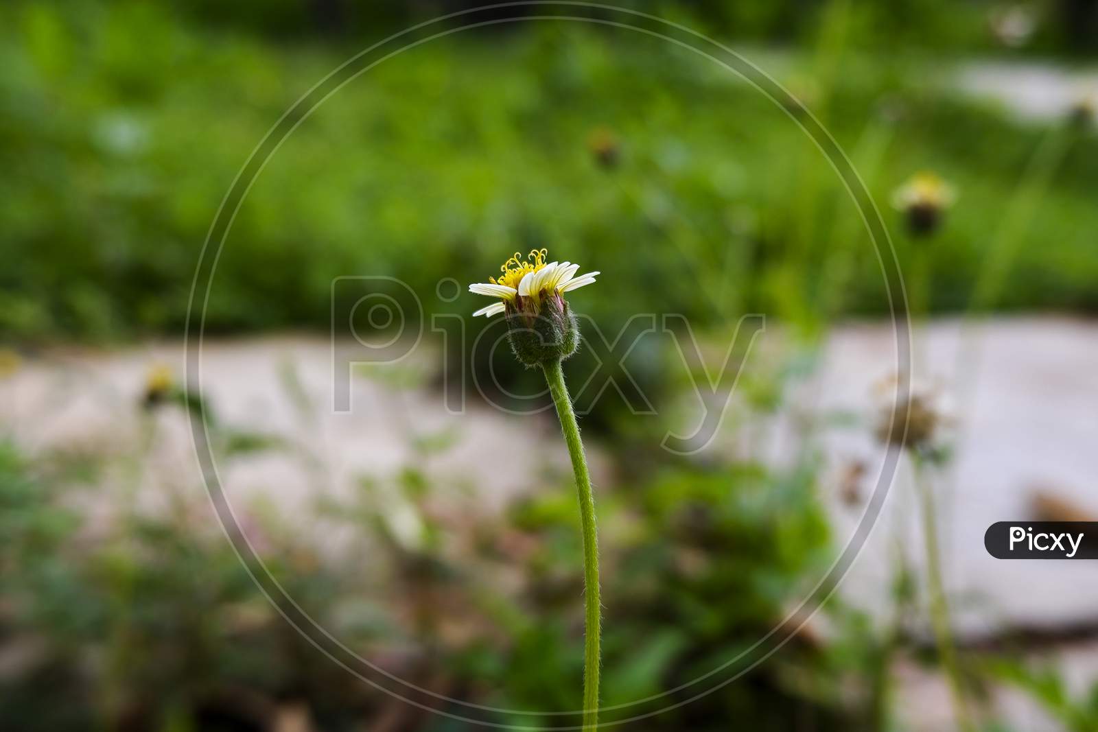Small Grass Flower Isolated In Green Garden
