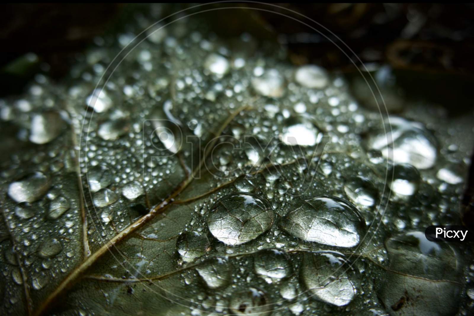 Macro photography Water Drops
