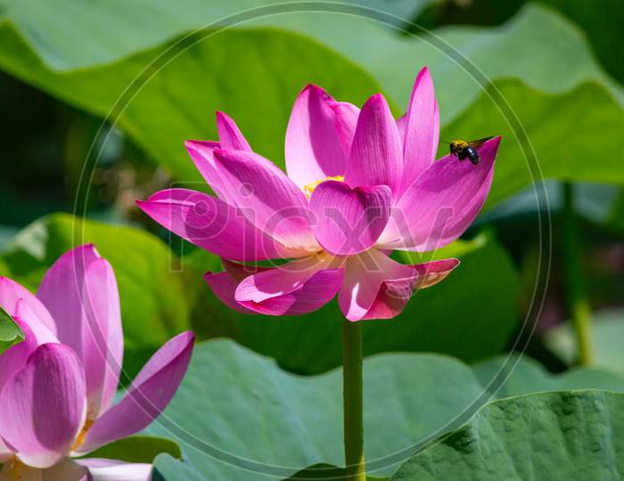 Close-Up Of Beautiful Pink Waterlily Lotus Flower