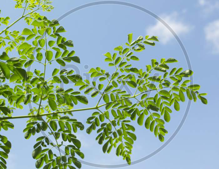 Green Leaves And Branches Of The Moringa Tree