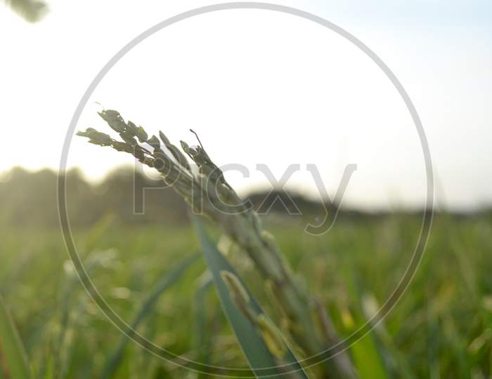 Paddy Grains With Stalks In The Rice Field Exposed To Sunlight