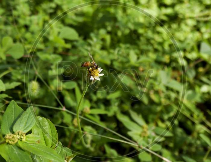 Close Shot Of Honey Bee Isolated On Wild Grass Flower In Park