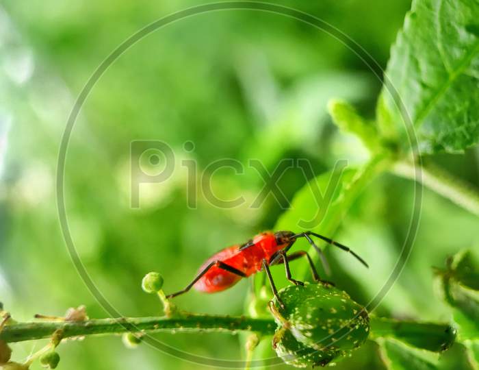 Insect macro shot