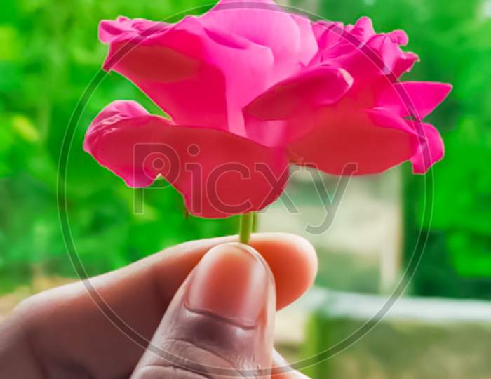 India Rosa gallica sky pink Flower background images