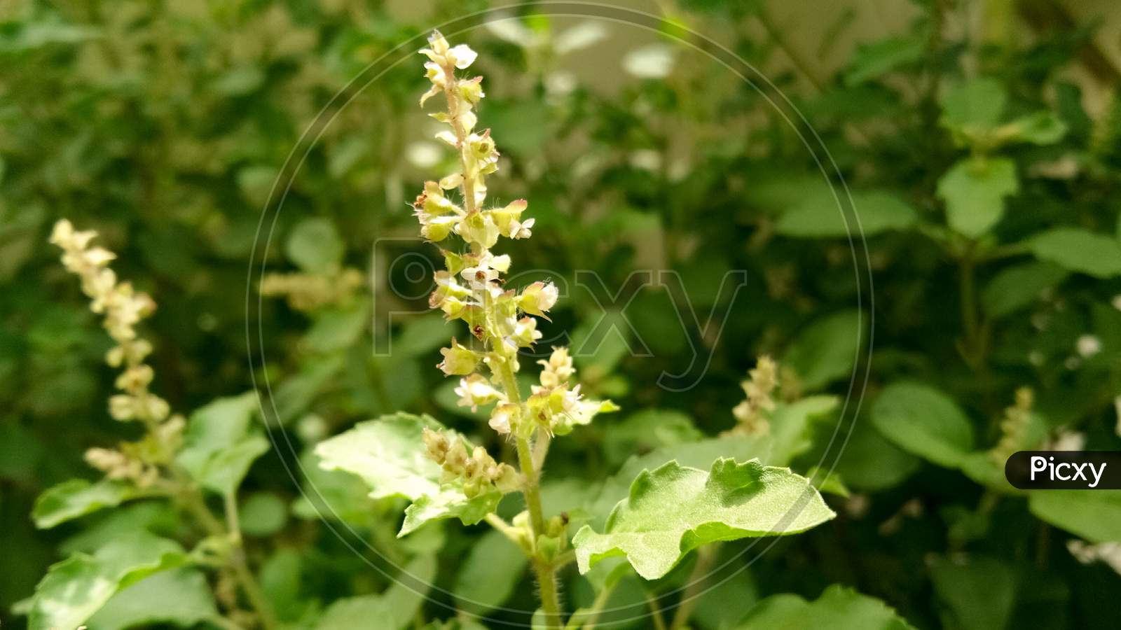 Close up photograph of tulsi plant
