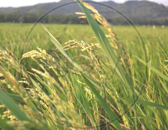 Ripe Rice Grain With Green Leaves In The Ricefield