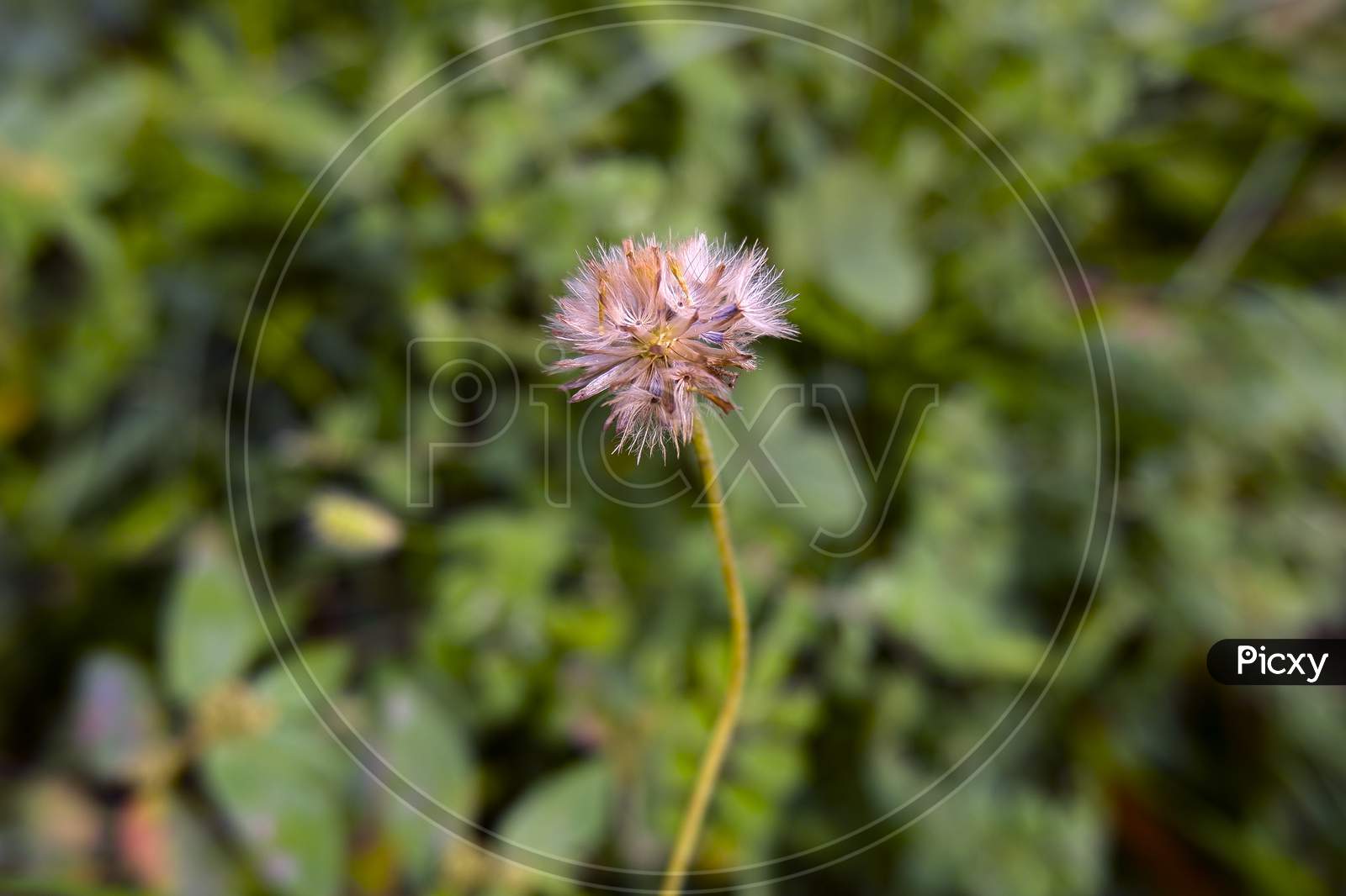 Closeup View Of Dry Grass Flower Isolated On Field